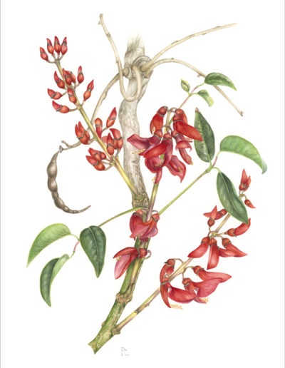 Erythrina crista galli