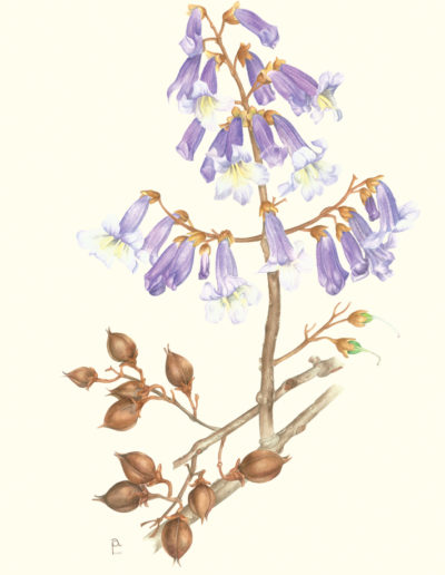 Paulownia tomentosa