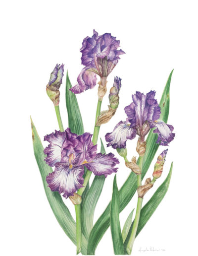 Iris barbata