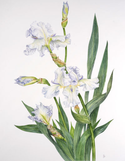 Iris germanica ‘Alba’
